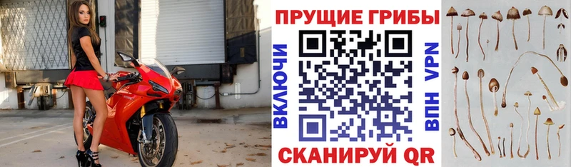 Псилоцибиновые грибы Magic Shrooms нарко площадка клад Киселёвск дарнет шоп